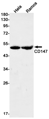 Western blot detection of CD147 in Hela,Ramos cell lysates using CD147 Rabbit mAb(1:1000 diluted).Predicted band size:42kDa.Observed band size:42kDa.