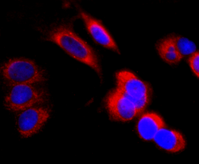 Fig5: ICC staining IL7 in MCF-7 cells (red). The nuclear counter stain is DAPI (blue). Cells were fixed in paraformaldehyde, permeabilised with 0.25% Triton X100/PBS.