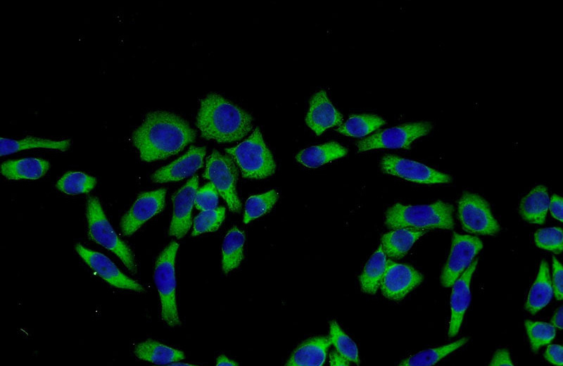 Immunofluorescent analysis of L02 cells using Catalog No:113677(PDGFRL Antibody) at dilution of 1:50 and Alexa Fluor 488-congugated AffiniPure Goat Anti-Rabbit IgG(H+L)