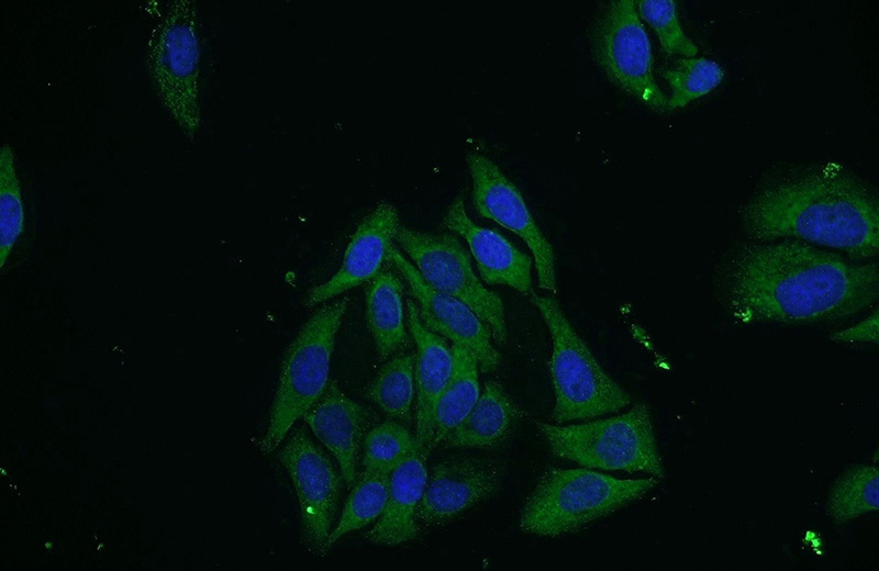Immunofluorescent analysis of HepG2 cells using Catalog No:116660(Ubiquilin 3 Antibody) at dilution of 1:50 and Alexa Fluor 488-congugated AffiniPure Goat Anti-Rabbit IgG(H+L)