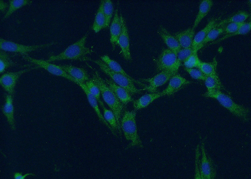 Immunofluorescent analysis of (-20oc Ethanol) fixed C6 cells using Catalog No:111583(IBA1 Antibody) at dilution of 1:50 and Alexa Fluor 488-congugated AffiniPure Goat Anti-Rabbit IgG(H+L)