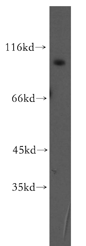 human brain tissue were subjected to SDS PAGE followed by western blot with Catalog No:111206(GRID1 antibody) at dilution of 1:300