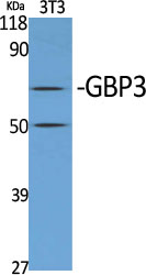 Fig1:; Western Blot analysis of various cells using GBP3 Polyclonal Antibody