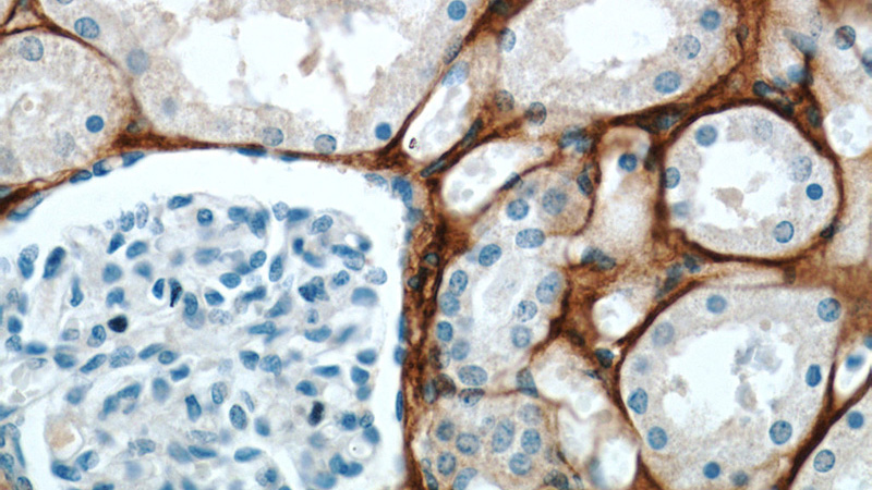 Immunohistochemical of paraffin-embedded human kidney using Catalog No:107621(BIGH3 antibody) at dilution of 1:50 (under 40x lens)