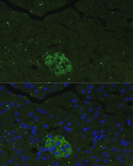 Immunofluorescence - FAM3B Polyclonal Antibody 