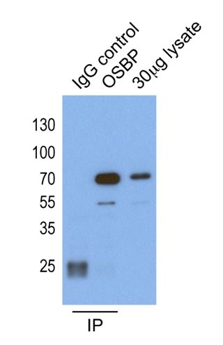 IP result of anti-OSBP(Catalog No:113428 for IP and Detection).