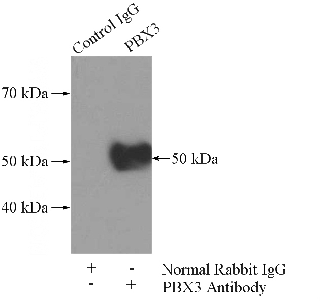 IP Result of anti-PBX3 (IP:Catalog No:113615, 4ug; Detection:Catalog No:113615 1:500) with HL-60 cells lysate 3040ug.