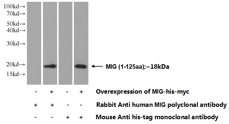 Transfected HEK-293 cells were subjected to SDS PAGE followed by western blot with Catalog No:112620(CXCL9 Antibody) at dilution of 1:1000