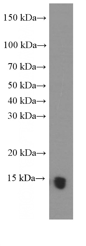 mouse brain tissue were subjected to SDS PAGE followed by western blot with Catalog No:107466(PFN2 Antibody) at dilution of 1:2000
