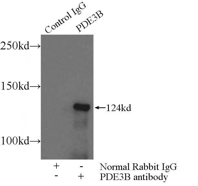 IP Result of anti-PDE3B (IP:Catalog No:113660, 5ug; Detection:Catalog No:113660 1:300) with HeLa cells lysate 800ug.
