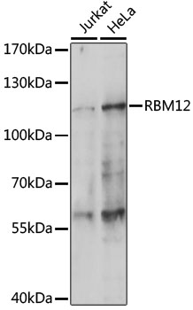 Western blot - RBM12 Polyclonal Antibody 
