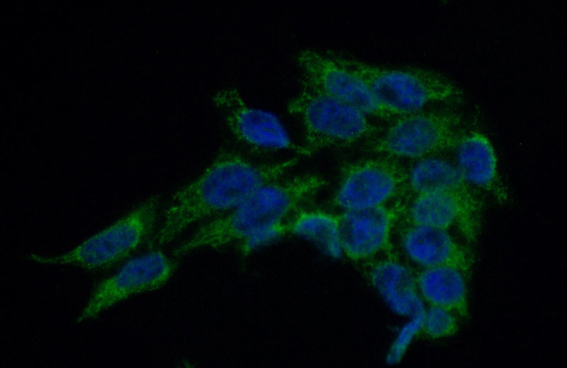 Immunofluorescent analysis of (-20oc Ethanol) fixed HeLa cells using Catalog No:112732(RAGE Antibody) at dilution of 1:50 and Alexa Fluor 488-congugated AffiniPure Goat Anti-Rabbit IgG(H+L)