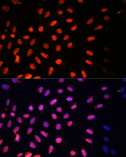 Immunofluorescence - KLF2 Polyclonal Antibody 