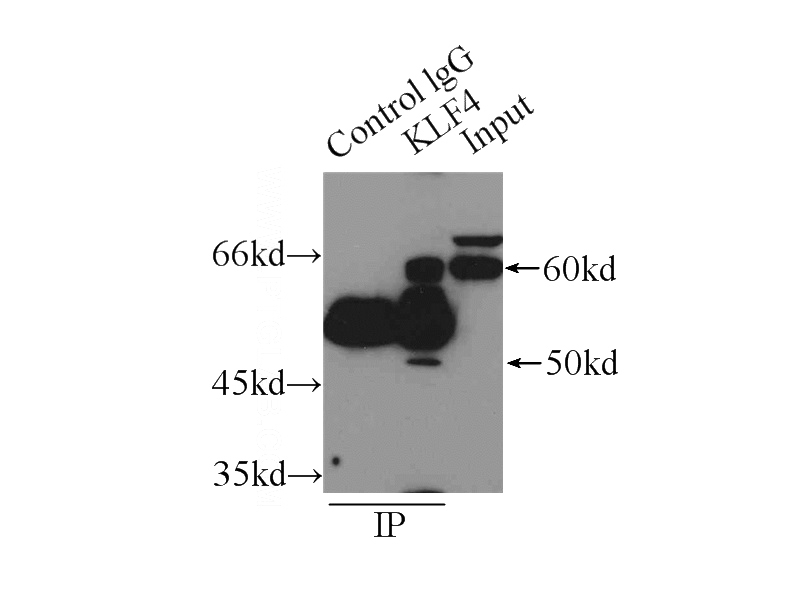 IP Result of anti-KLF4 (IP:Catalog No:112081, 3ug; Detection:Catalog No:112081 1:500) with HeLa cells lysate 4650ug.