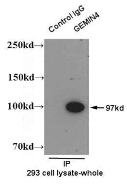 IP result of anti-GEMIN4 (Catalog No:110938 for IP and Detection) with 293 cell lysate.