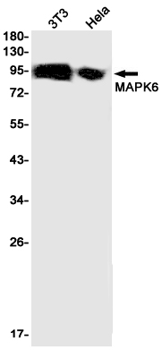 Western blot detection of MAPK6 in 3T3,Hela cell lysates using MAPK6 Rabbit pAb(1:1000 diluted).Predicted band size:83kDa.Observed band size:105kDa.