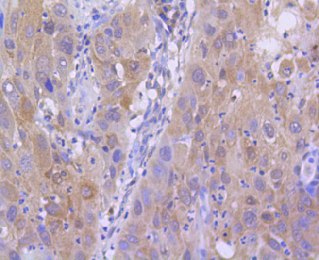Immunohistochemistry - Acetyl-Histone H2A-K9 mAb 