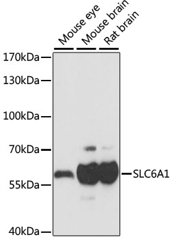 Western blot - SLC6A1 Polyclonal Antibody 