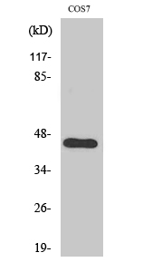 Fig1:; Western Blot analysis of various cells using APOBEC3D/F Polyclonal Antibody