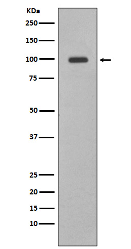 Western blot analysis of Nrf2 expression in HepG2 cell lysate.