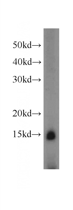 L02 cells were subjected to SDS PAGE followed by western blot with Catalog No:109562(CRIPT antibody) at dilution of 1:500