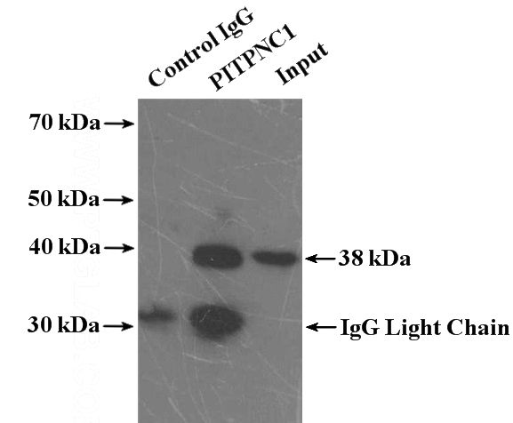 IP Result of anti-PITPNC1 (IP:Catalog No:113838, 4ug; Detection:Catalog No:113838 1:500) with mouse brain tissue lysate 5200ug.