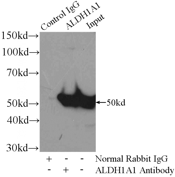 IP Result of anti-ALDH1A1 (IP:Catalog No:107958, 4ug; Detection:Catalog No:107958 1:500) with mouse liver tissue lysate 6400ug.