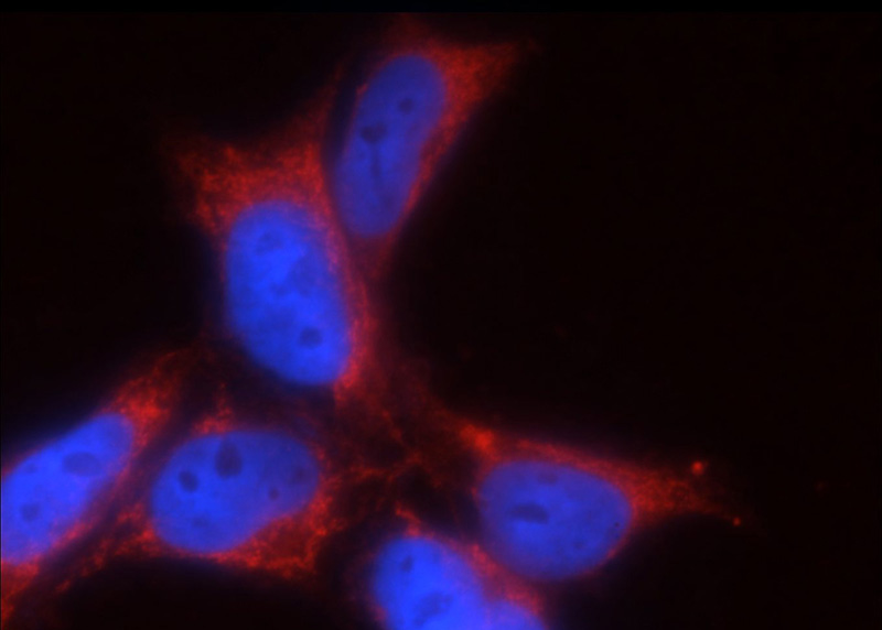 Immunofluorescent analysis of HEK-293 cells using Catalog No:111012(GNRHR2 Antibody) at dilution of 1:25 and Rhodamine-Goat anti-Rabbit IgG