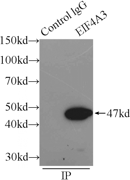 IP Result of anti-EIF4A3 (IP:Catalog No:110257, 3ug; Detection:Catalog No:110257 1:1000) with mouse heart tissue lysate 5000ug.