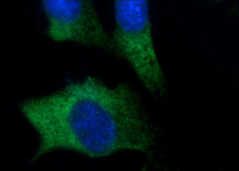 Immunofluorescent analysis of NIH/3T3 cells using Catalog No:110633(FGF17 Antibody) at dilution of 1:25 and Alexa Fluor 488-congugated AffiniPure Goat Anti-Rabbit IgG(H+L)