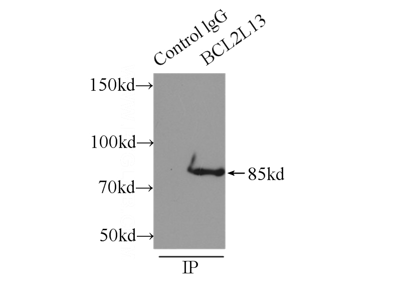 IP Result of anti-BCL2L13 (IP:Catalog No:117098, 3ug; Detection:Catalog No:117098 1:100) with mouse heart tissue lysate 8000ug.