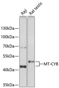 Western blot - MT-CYB Polyclonal Antibody 