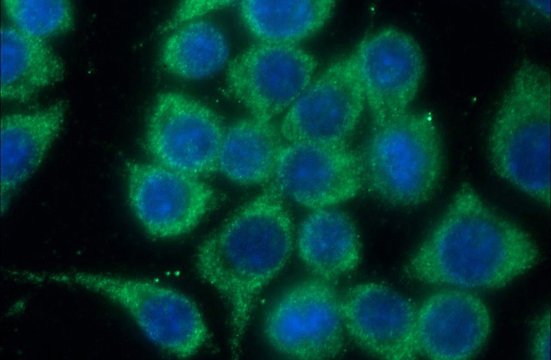 Immunofluorescent analysis of (-20oc Ethanol) fixed RAW 264.7 cells using Catalog No:109229(CHEK2 Antibody) at dilution of 1:50 and Alexa Fluor 488-congugated AffiniPure Goat Anti-Rabbit IgG(H+L)