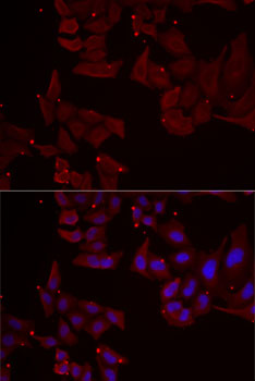Immunofluorescence - NCR1 Polyclonal Antibody 