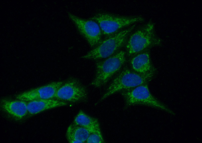 Immunofluorescent analysis of (-20oc Ethanol) fixed HeLa cells using Catalog No:112429(MAP9 Antibody) at dilution of 1:50 and Alexa Fluor 488-congugated AffiniPure Goat Anti-Rabbit IgG(H+L)