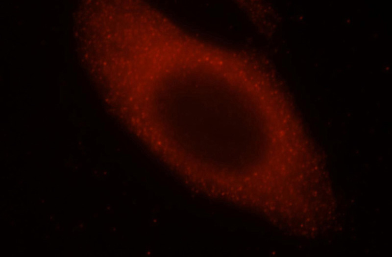 Immunofluorescent analysis of HepG2 cells, using VPS24 antibody Catalog No:116775 at 1:25 dilution and Rhodamine-labeled goat anti-rabbit IgG (red).