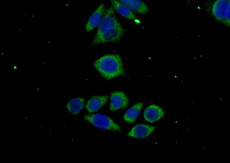 Immunofluorescent analysis of (-20oc Ethanol) fixed PC-3 cells using Catalog No:112453(MAGEH1 Antibody) at dilution of 1:50 and Alexa Fluor 488-congugated AffiniPure Goat Anti-Rabbit IgG(H+L)