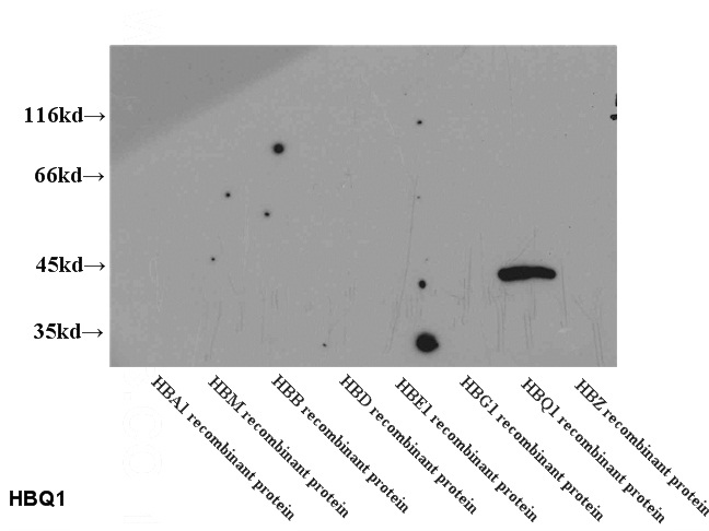 WB results of Catalog No:111273 (HBQ1 antibody) at dilution of 1:2000.