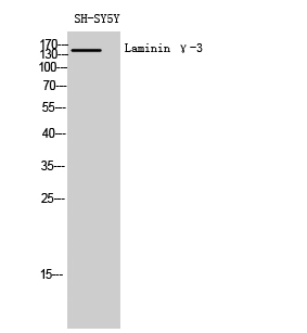 Fig1:; Western Blot analysis of SH-SY5Y cells using Laminin γ-3 Polyclonal Antibody diluted at 1: 1000