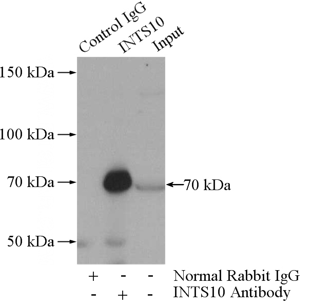 IP Result of anti-INTS10 (IP:Catalog No:111870, 4ug; Detection:Catalog No:111870 1:500) with HeLa cells lysate 1080ug.