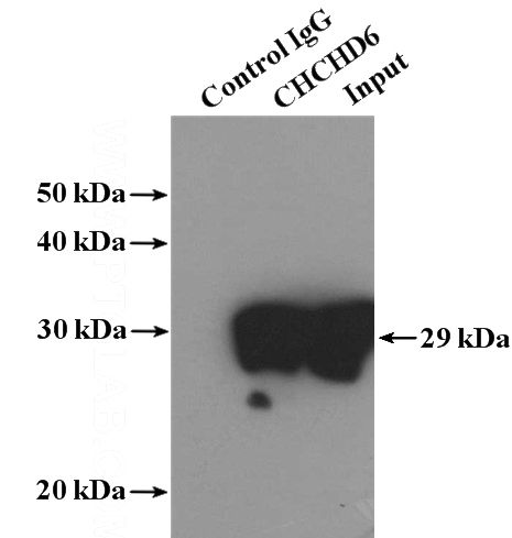 IP Result of anti-CHCHD6 (IP:Catalog No:109215, 4ug; Detection:Catalog No:109215 1:500) with HeLa cells lysate 1200ug.