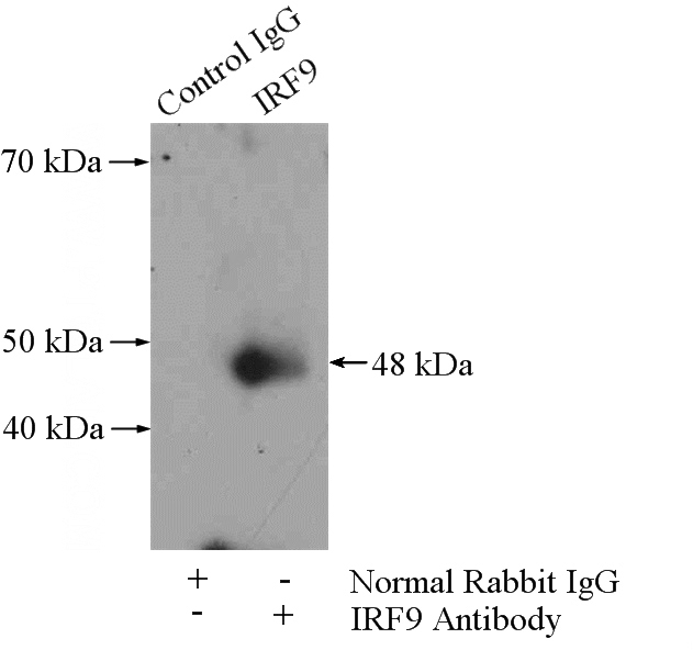IP Result of anti-IRF9 (IP:Catalog No:111842, 4ug; Detection:Catalog No:111842 1:500) with mouse heart tissue lysate 3200ug.