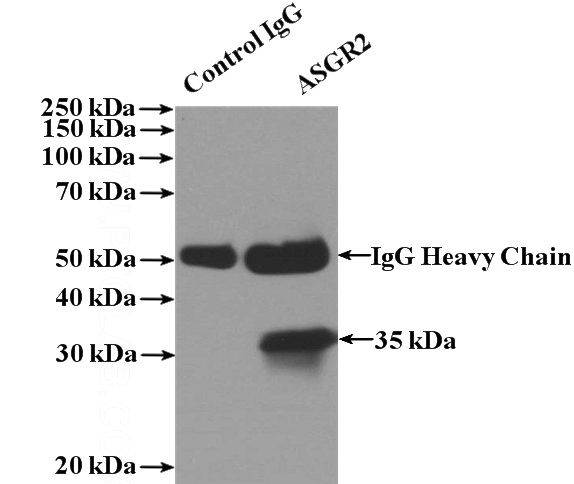IP Result of anti-ASGR2 (IP:Catalog No:108227, 4ug; Detection:Catalog No:108227 1:300) with L02 cells lysate 1800ug.