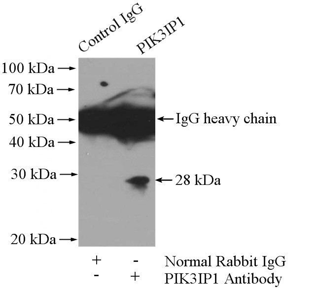 IP Result of anti-PIK3IP1 (IP:Catalog No:113904, 4ug; Detection:Catalog No:113904 1:500) with HeLa cells lysate 3200ug.
