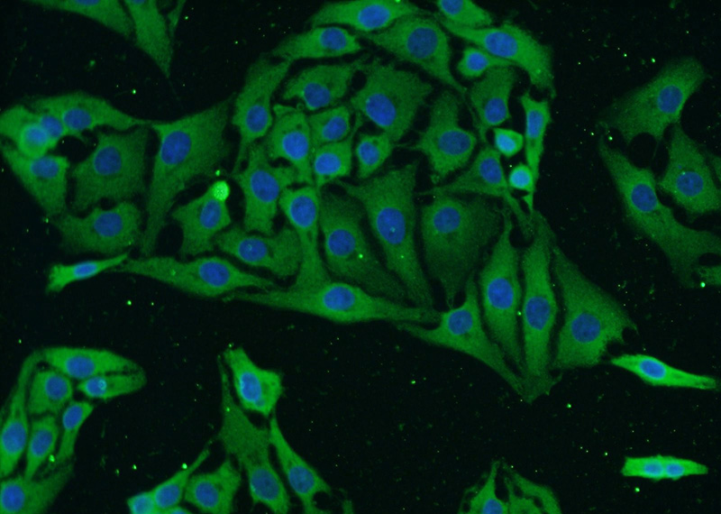 Immunofluorescent analysis of SH-SY5Y cells using Catalog No:113235(GRIN2B Antibody) at dilution of 1:25 and Alexa Fluor 488-congugated AffiniPure Goat Anti-Rabbit IgG(H+L)