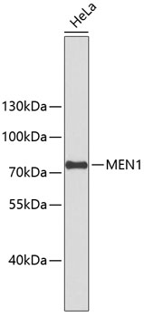 Western blot - MEN1 Polyclonal Antibody 