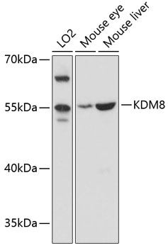 Western blot - KDM8 Polyclonal Antibody 