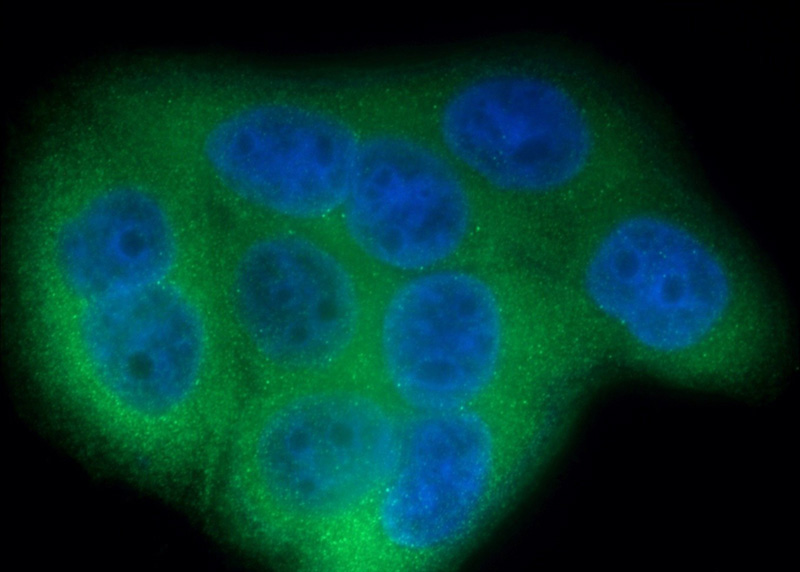 Immunofluorescent analysis of HepG2 cells using Catalog No:112204(LGALS3BP Antibody) at dilution of 1:50 and Alexa Fluor 488-congugated AffiniPure Goat Anti-Rabbit IgG(H+L)