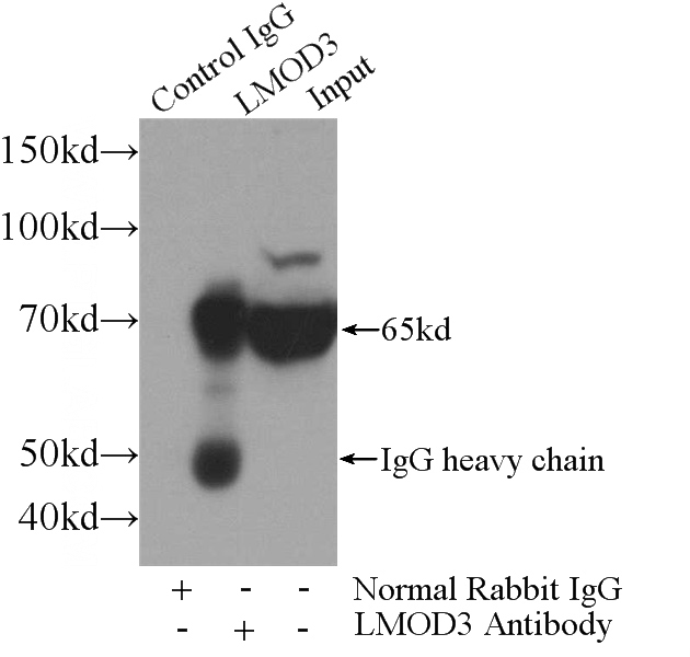 IP Result of anti-LMOD3 (IP:Catalog No:112285, 4ug; Detection:Catalog No:112285 1:700) with mouse skeletal muscle tissue lysate 3600ug.