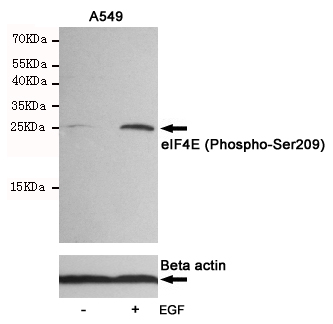 Western blot analysis of extracts from Hela cells, untreated or treated with UV, using eIF4E (Phospho-Ser209) Rabbit pAb (166701,1:500 diluted,upper) or Beta actin Mouse mAb (200068-8F10,lower).